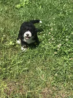 Bailey, a female Bernedoodle for sale in Middleburg, VA – 3 of 7