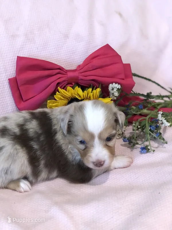 Amber – Toy Australian Shepherd puppy for sale in Middleburg, VA