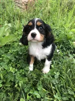 Detroit, a male Cavalier King Charles Spaniel for sale in Middleburg, VA – 2 of 10