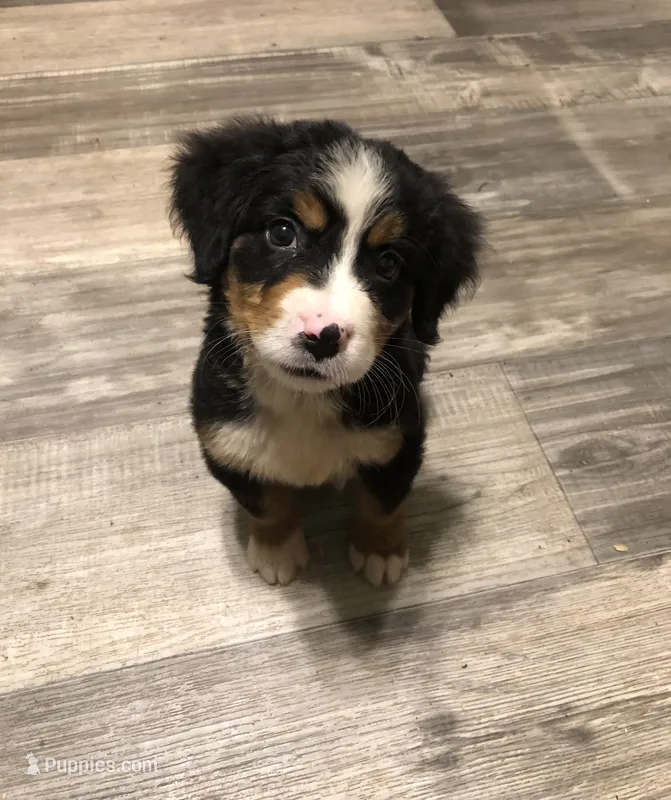 Bella – Bernese Mountain Dog puppy for sale in Middleburg, VA