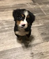 Bella, a female Bernese Mountain Dog for sale in Middleburg, VA – 1 of 7