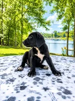Nova, a female Great Dane for sale in Toney, AL – 2 of 3