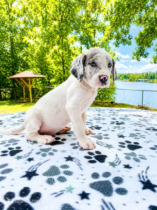 Greyson – Great Dane puppy for sale in Toney, AL