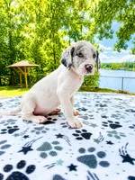 Greyson, a male Great Dane for sale in Toney, AL – 1 of 3