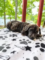 Heather, a female Great Dane for sale in Toney, AL – 3 of 3
