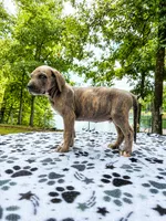 Smokey, a male Great Dane for sale in Toney, AL – 3 of 4