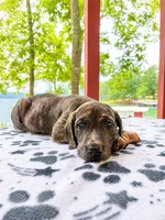 Heather, a female Great Dane for sale in Toney, AL – 2 of 3