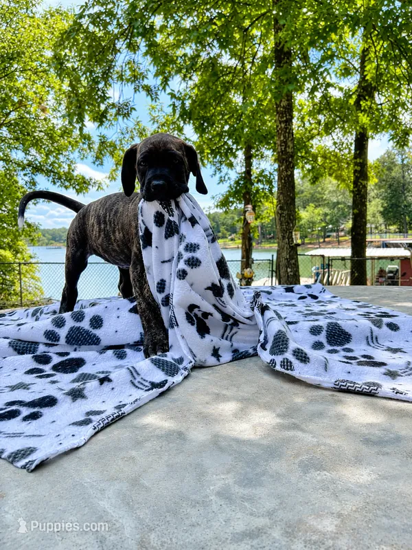 Lily – Great Dane puppy for sale in Toney, AL
