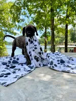 Lily, a female Great Dane for sale in Toney, AL – 1 of 3