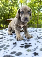 Smokey, a male Great Dane for sale in Toney, AL – 2 of 4