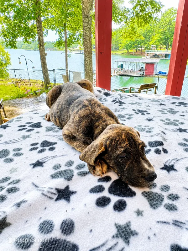 Heather – Great Dane puppy for sale in Toney, AL