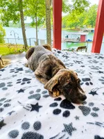Heather, a female Great Dane for sale in Toney, AL – 1 of 3