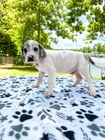 Greyson, a male Great Dane for sale in Toney, AL – 2 of 3