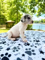 Greyson, a male Great Dane for sale in Toney, AL – 3 of 3