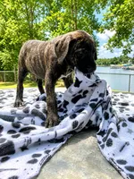 Lily, a female Great Dane for sale in Toney, AL – 2 of 3