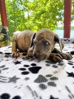 Smokey, a male Great Dane for sale in Toney, AL – 4 of 4