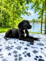 Nova, a female Great Dane for sale in Toney, AL – 3 of 3