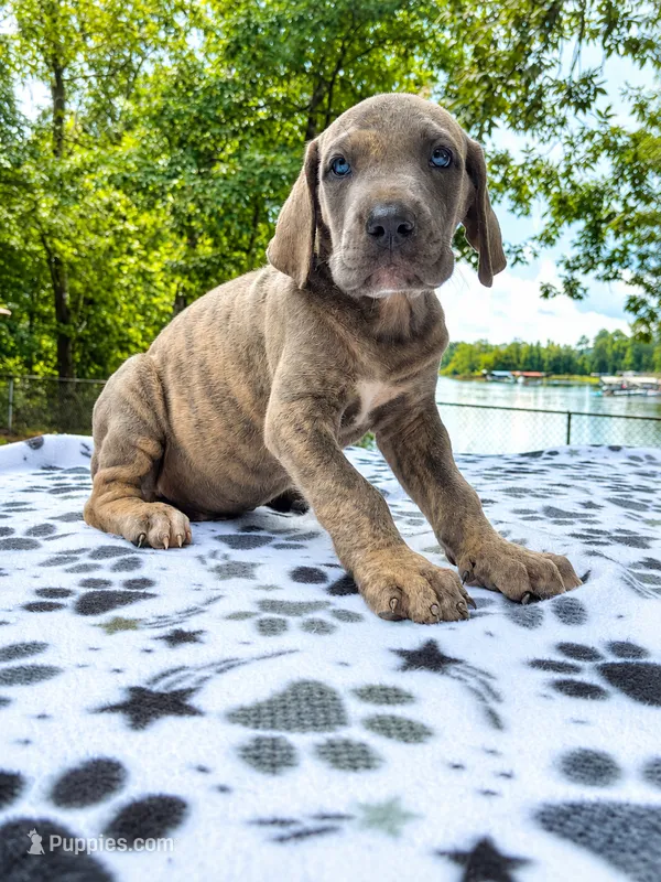 Smokey – Great Dane puppy for sale in Toney, AL