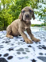 Smokey, a male Great Dane for sale in Toney, AL – 1 of 4