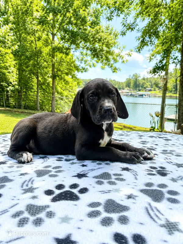 Nova – Great Dane puppy for sale in Toney, AL