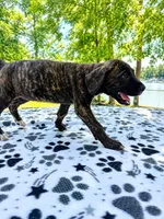 Lily, a female Great Dane for sale in Toney, AL – 3 of 3