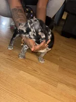 No Name , a male American Bully for sale in Columbus, OH – Photo 2 of 5