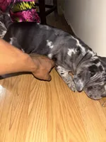 No Name , a male American Bully for sale in Columbus, OH – Photo 1 of 5