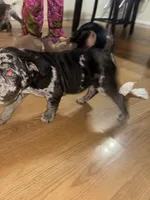 No Name , a male American Bully for sale in Columbus, OH – Photo 3 of 5