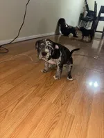 No Name , a male American Bully for sale in Columbus, OH – Photo 4 of 5