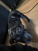 No Name , a male American Bully for sale in Columbus, OH – Photo 5 of 5