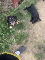 No name, a female American Bully for sale in Columbus, OH – Photo 9 of 10