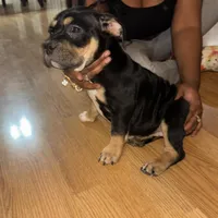 No name, a female American Bully for sale in Columbus, OH – Photo 3 of 10