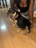 No name, a female American Bully for sale in Columbus, OH – Photo 3 of 6