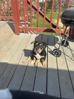 No name, a female American Bully for sale in Columbus, OH – Photo 7 of 10