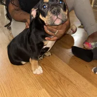 No name, a female American Bully for sale in Columbus, OH – Photo 4 of 10