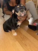 No name, a female American Bully for sale in Columbus, OH – Photo 4 of 6