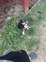 No name, a female American Bully for sale in Columbus, OH – Photo 10 of 10