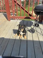 No name, a female American Bully for sale in Columbus, OH – Photo 8 of 10