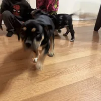 No name, a female American Bully for sale in Columbus, OH – Photo 6 of 10