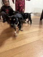 No name, a female American Bully for sale in Columbus, OH – Photo 6 of 6