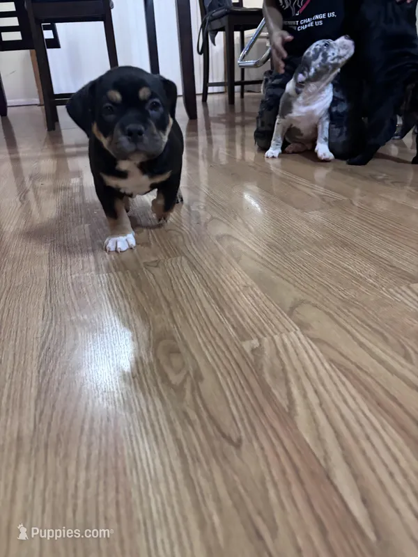 No name, a female American Bully for sale in Columbus, OH – Photo 1 of 6