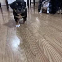 No name, a female American Bully for sale in Columbus, OH – Photo 1 of 10