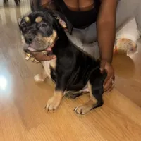 No name, a female American Bully for sale in Columbus, OH – Photo 2 of 10