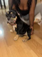 No name, a female American Bully for sale in Columbus, OH – Photo 2 of 6