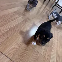 No name, a female American Bully for sale in Columbus, OH – Photo 5 of 10