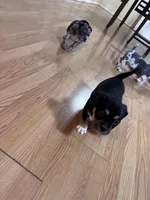 No name, a female American Bully for sale in Columbus, OH – Photo 5 of 6