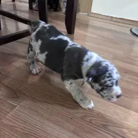 No name, a male American Bully for sale in Columbus, OH – Photo 7 of 7