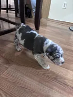 No name, a male American Bully for sale in Columbus, OH – Photo 7 of 7