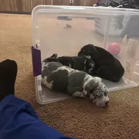 No name, a male American Bully for sale in Columbus, OH – Photo 3 of 7