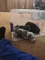 No name, a male American Bully for sale in Columbus, OH – Photo 3 of 7